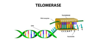 Telomer ve Telomeraz Enziminin Kanserle ve Yaşlanmayla İlişkisi