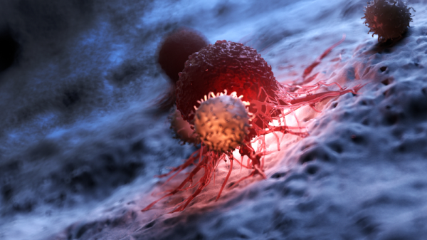 Bölüm 3: Kanser Kök Hücrelerinin İzolasyonu ve Tanımlanması